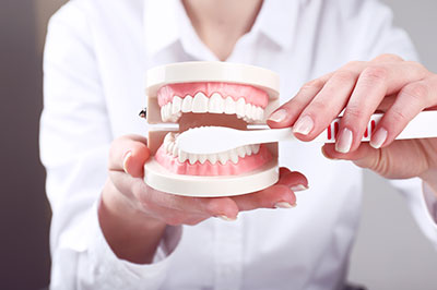 A person s hand holding a model of a human mouth and teeth, with the model open to reveal its dental structure.